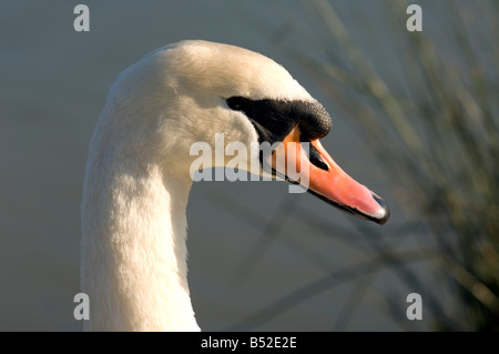 Tête de Cygne tuberculé, close-up Banque D'Images