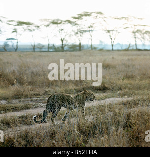 Panthera pardus léopard déménagement dans l'herbe haute plus grande des chats tachetés en Afrique les léopards sont des animaux nocturnes qui sont solitaires Banque D'Images