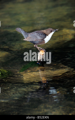 Balancier à Cincle plongeur Cinclus cinclus debout dans l'eau courante ction Actions Aestival seul saisons belle saison Avril Bea Banque D'Images