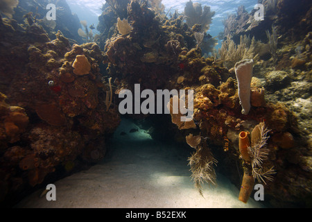 Récif de corail sous-marine scène avec cave Banque D'Images