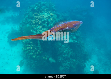 Le calmar de récif des Caraïbes sepioteuthis sepioidea natation en eau libre Banque D'Images