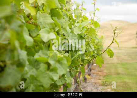 Jeune vigne maturation des baies sur la vigne encore vert Banque D'Images