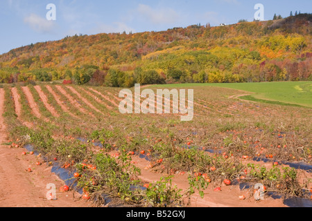 - Champ de tomates en conserve, vallée de l'Annapolis, en Nouvelle-Écosse, Canada Banque D'Images