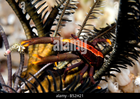 Langouste crinoïde, Allogalathea babababababi. Commensal sur les crinoïdes ou les étoiles de plumes Banque D'Images