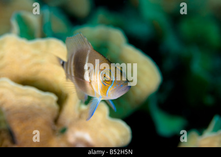 Plumeau Social Bispira Brunnea sur coral reef Banque D'Images