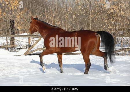 Cheval Trakenen trots dans la neige avec le souffle de vapeur narines Banque D'Images