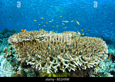 Stick de poissons de récif proche de la protection du récif lorsqu'un géant, Caranx ignobilis, passe par, Komodo, Indonésie. Banque D'Images