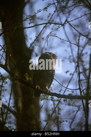 Scops Owl, munis de la Réserve de tigres de Ranthambhore Banque D'Images