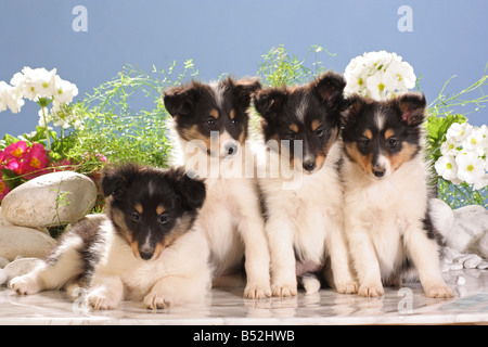 Quatre chiots sheltie - séance Banque D'Images