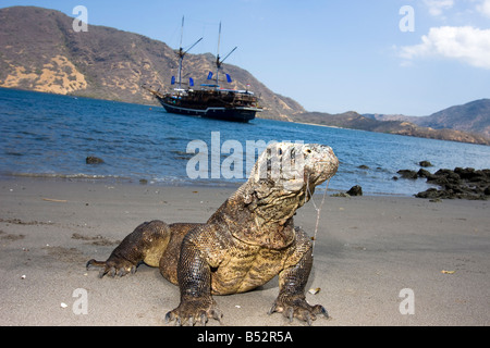 Les dragons de Komodo, Varanus komodoensis, sont le plus grand des lézards, Rinca Island, le Parc National de Komodo, en Indonésie. Banque D'Images