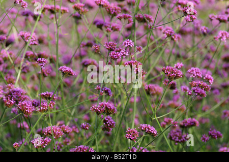 Verbena bonariensis Banque D'Images