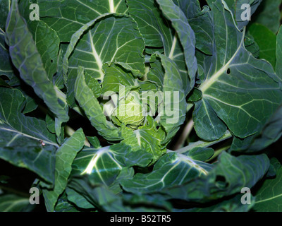 Chou blanc chou sur Caterpillar Banque D'Images