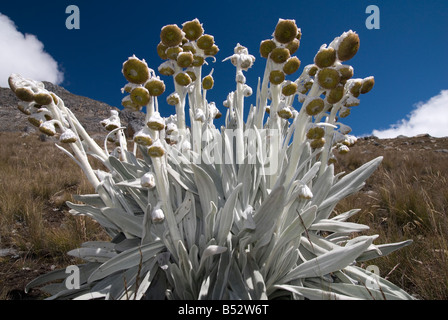Exemple spectaculaire de Senecio canescens dans la région de la vallée de Llanganuco Parc National Huascarán, Cordillère des Andes péruviennes, le Pérou, Banque D'Images