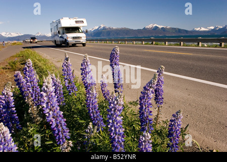 Camping en voiture sur Homer Spit w Lupin fleurs sauvages sur la péninsule de Kenai, en bordure d'été AK Banque D'Images