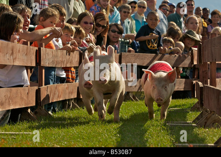 Les spectateurs regardent les porcs de race à la foire de l'état de l'Alaska dans la région de Palmer. L'été dans le sud de l'Alaska Banque D'Images