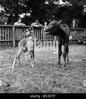 Instabilités sur ses pins ce veau bovins Watussi, appelé Sitatunga né à Belle Vue, Manchester, qu'on voit ici avec sa mère. Juin 1952, C3053 Banque D'Images