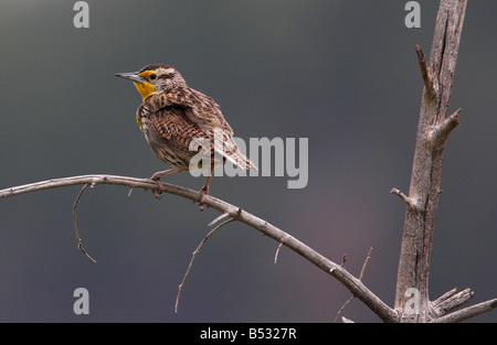 Sturnelle de l'Ouest Sturnella neglecta perché sur un arbre mort dans schrubland Direction générale de l'ouverture du parc de Yellowstone en Juillet Banque D'Images