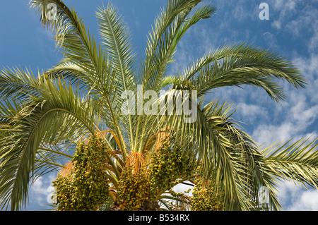 Gros plan des dates qui grandissent sur un palmier date et ciel bleu Madère Portugal Europe Banque D'Images