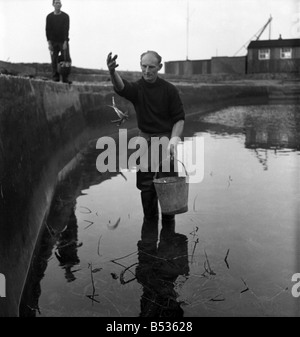 Richard White de Londres et Jack Cross s'occuper de homard et d'écrevisses dans un étang artificiel dans le Hampshire, décembre 1949. 1 déc. Banque D'Images