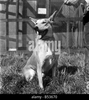 Animaux à l'Île Rock Chiens et chats home Plymouth. Août 1950 O25406-003 Banque D'Images