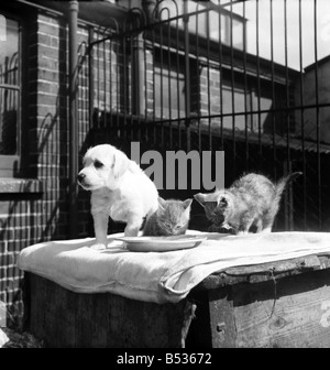 Animaux à l'Île Rock Chiens et chats home Plymouth. Août 1950 O25406-004 Banque D'Images