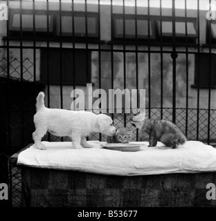 Animaux à l'Île Rock Chiens et chats home Plymouth. Août 1950 O25406-006 Banque D'Images