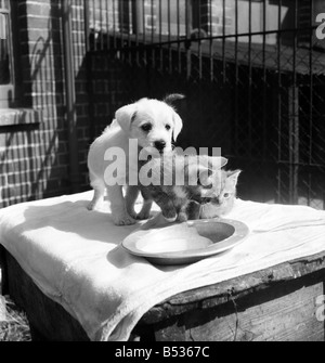 Animaux à l'Île Rock Chiens et chats home Plymouth. Août 1950 O25406-007 Banque D'Images