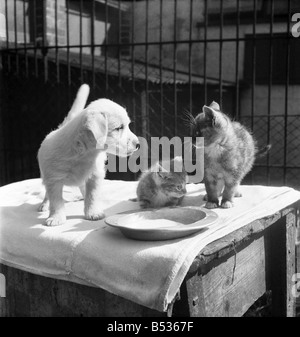 Animaux à l'Île Rock Chiens et chats home Plymouth. Août 1950 O25406-008 Banque D'Images