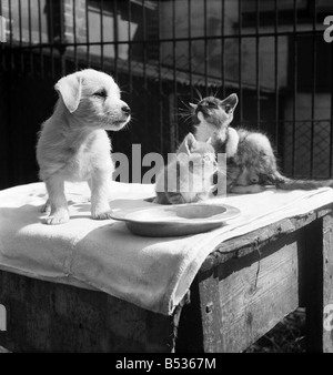 Animaux à l'Île Rock Chiens et chats home Plymouth. Août 1950 O25406-010 Banque D'Images