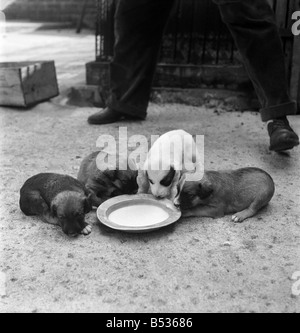 Animaux à l'Île Rock Chiens et chats home Plymouth. Août 1950 O25406 Banque D'Images