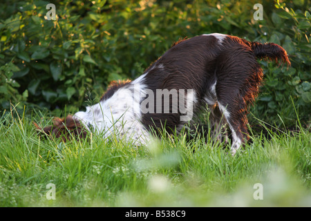 English Springer spaniel creuser Banque D'Images