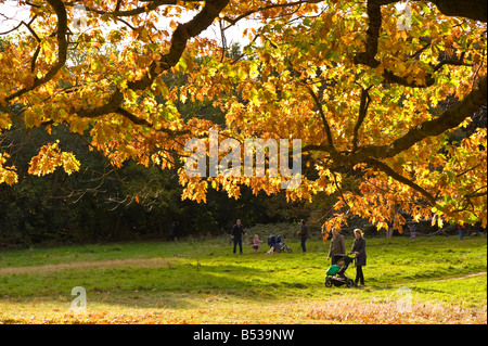 Couleurs d'automne sur Hampstead Heath NW3 London United Kingdom Banque D'Images