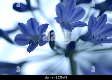 Agapanthus blue flowers Banque D'Images