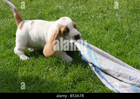 Chiot basset hound serviette tirant Banque D'Images