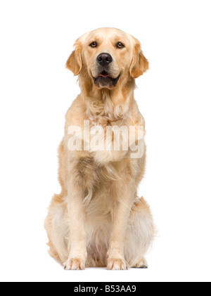 Golden Retriever 2 ans devant un fond blanc Banque D'Images