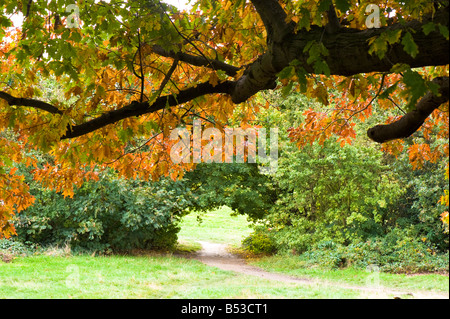 Couleurs d'automne sur Hampstead Heath NW3 London United Kingdom Banque D'Images