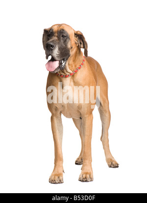 Allemand 3 ans in front of white background Banque D'Images