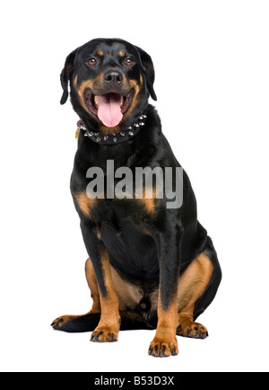 Rottweiler 5 ans devant un fond blanc Banque D'Images