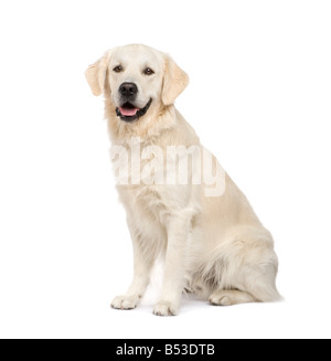 Golden Retriever 2 ans devant un fond blanc Banque D'Images