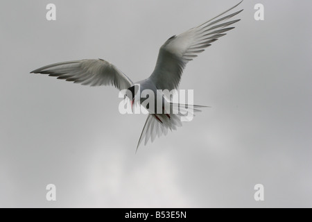 La Sterne pierregarin, Sterna hirundo, planant Banque D'Images