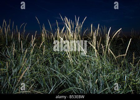 Pailles à la plage de Grotta Banque D'Images