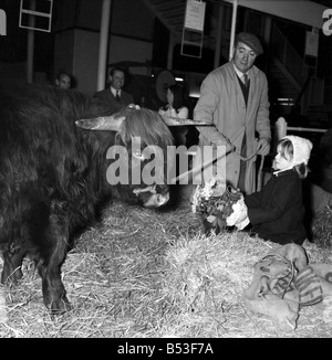 Les expositions sont mises en place à Earls Court pour le Royal Smithfield Show. Il y a deux sections, une pour les machines où tout est très soigné et les produits de nettoyage va-et-vient. Dans l'autre section entre ferme et offrant aux pieds glissants légèrement sont les animaux. Fleurs pour le Queens Highland Steer (No 174) sont offerts par Maria Moore âgés de 4. Elle vit à 4 l'étroite, Loudon Road N.W.8.. Le bannock steer est 9e de Balmoral de Kings Lynn Norfolk et âgés de 1 an, 9 mois les 27 jours. Le bouvier est M. Harry Robbins. Décembre 1969 Z11737 Banque D'Images