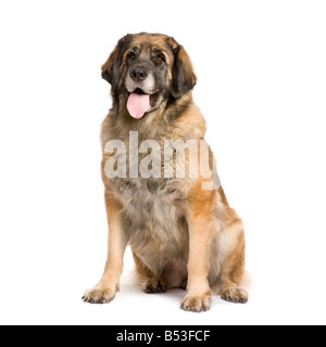 3 ans de Leonberg in front of white background Banque D'Images