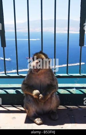 Barbary macaque, Macaca sylvanus, assis par une clôture, Gibraltar Banque D'Images