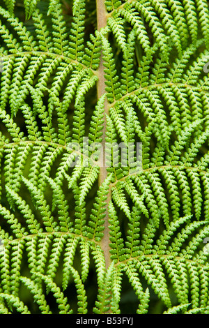 Fougère arborescente, Dicksonia Antartica Banque D'Images