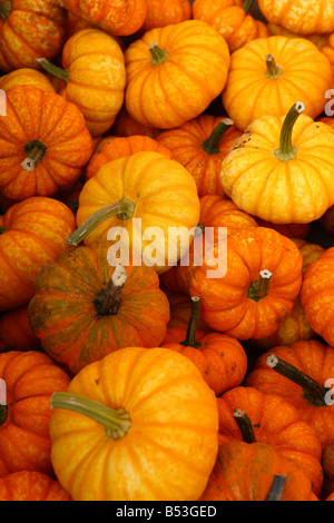 Close up texture de petite orange citrouille citrouilles Banque D'Images