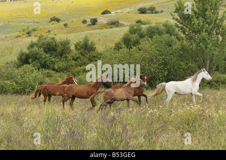 Les chevaux arabes - herd on meadow Banque D'Images