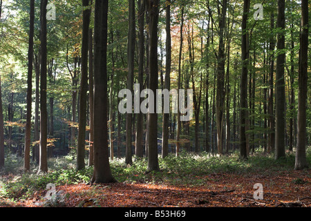 Automne, West Woods, près de Marlborough, Wiltshire, Angleterre, Royaume-Uni Banque D'Images