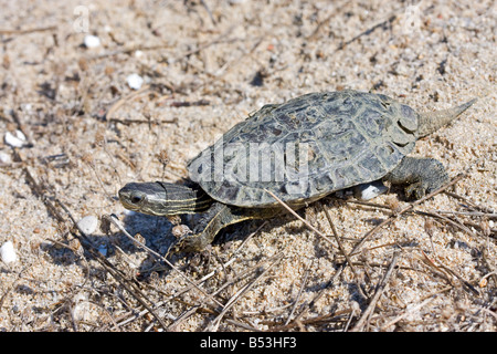 Mauremys rivulata, Terrapin des Balkans Banque D'Images