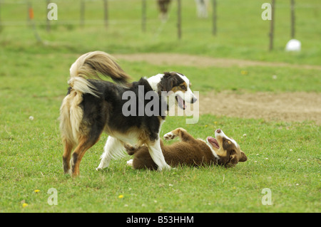 Et chiot Berger Australien - lecture Banque D'Images